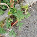 Rubus nemoralis Leaf