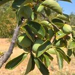 Diospyros virginianaFruit