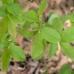 Vaccinium pallidum Hoja