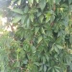 Parthenocissus quinquefolia Агульны выгляд