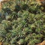Cynara humilis Hoja