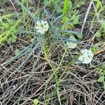 Lepidium graminifolium Агульны выгляд