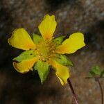 Potentilla crantzii花