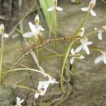 Angraecopsis lisowskii Blomst