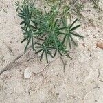 Lupinus angustifolius Habit