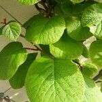Actinidia deliciosa Hoja