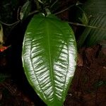 Anthurium flexile Leaf