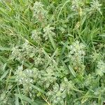 Amaranthus polygonoides Blatt