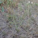 Mirabilis albida Habit