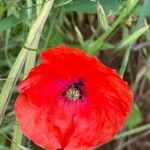 Papaver rhoeas Цвят