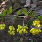 Berberis karnaliensis