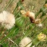 Urospermum dalechampii Fruit