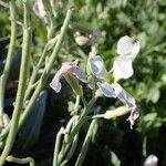 Matthiola incana Blüte