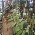 Calyptrochilum christyanum Hoja