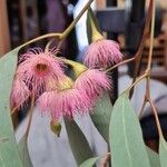 Eucalyptus sideroxylonFlower