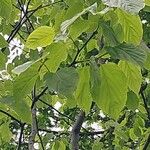 Hovenia dulcis Frunză