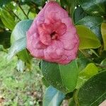 Camellia japonicaBlomma