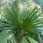 Sabal minor Leaf