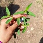 Sida spinosa Φύλλο