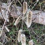 Phalaris aquatica Fruit