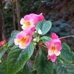 Impatiens auricoma Blomst