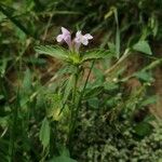Galeopsis ladanum Virág