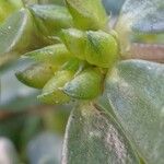 Portulaca oleracea Фрукт