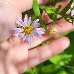 Symphyotrichum puniceum Flower