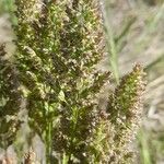 Poa lanigera Flor