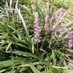 Liriope spicata Flower