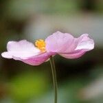 Anemone tomentosa Flower