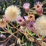 Erigeron acris Frutto