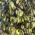 Ficus benjamina Leaf