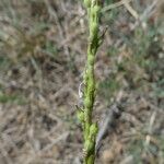 Rapistrum rugosum Fruit