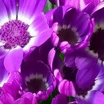 Pericallis cruenta Virág