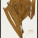 Iriartella setigera Leaf