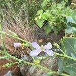 Schouwia purpurea 花