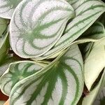 Peperomia argyreia Blad