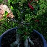 Adenium obesum Habitus