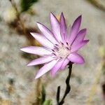 Xeranthemum annuum Blüte