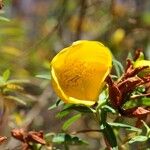 Hypericum lanceolatum Flower