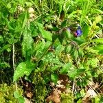 Pulmonaria affinis Libunga