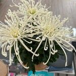 Chrysanthemum × morifolium 花