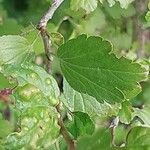 Ribes alpinum Leaf