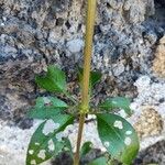 Rubia fruticosa Hoja