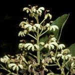 Lomatia hirsuta Flower