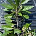 Styrax argenteus Jani