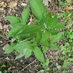 Rudbeckia hirtaপাতা