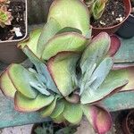 Kalanchoe tetraphylla 葉