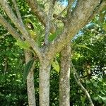 Rhaphiolepis bibas 樹皮